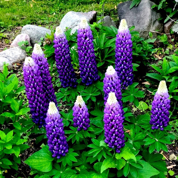 ✨🕺🏻✨ Meet your Posher, JM - Picture 5 of 11